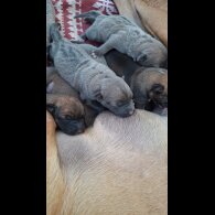 Belgian Shepherd Dog (Tervuren) - Both