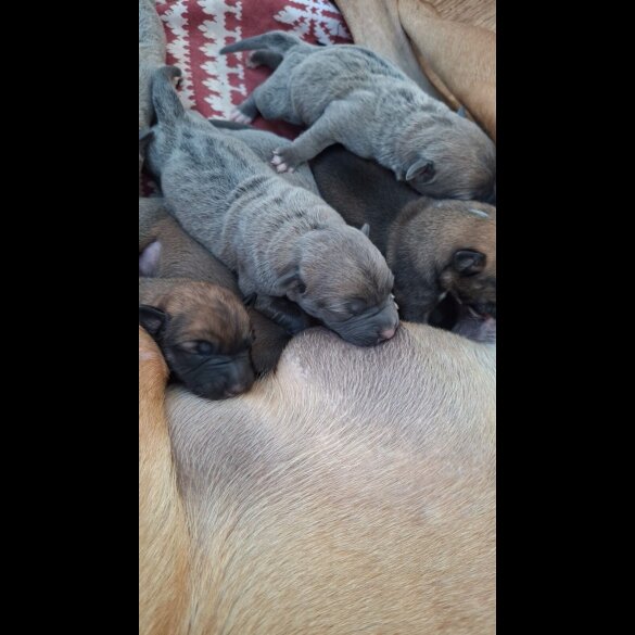 Belgian Shepherd Dog (Tervuren) - Both