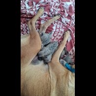 Belgian Shepherd Dog (Tervuren) - Both