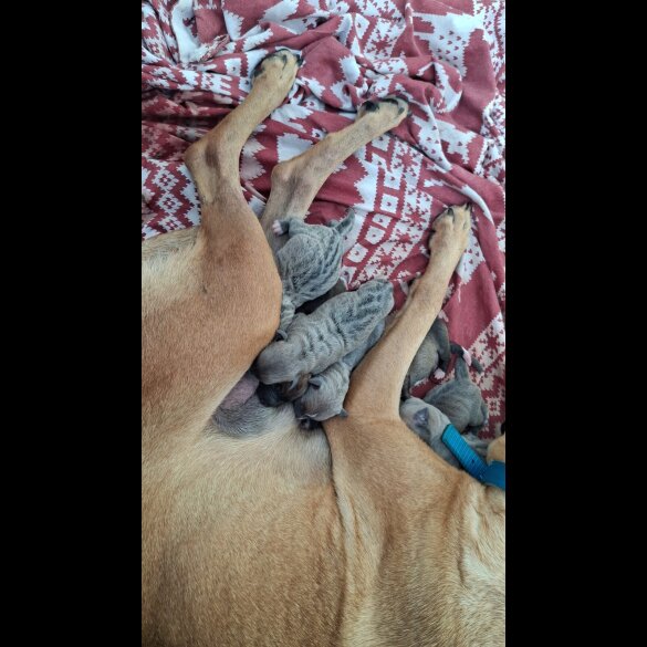 Belgian Shepherd Dog (Tervuren) - Both