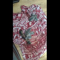 Belgian Shepherd Dog (Tervuren) - Both