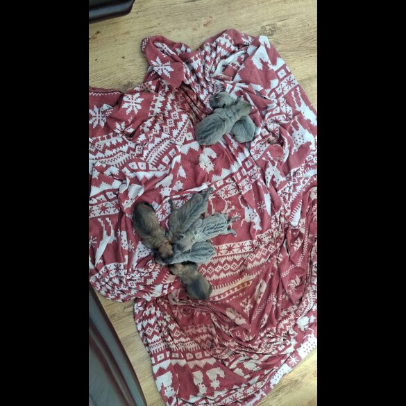 Belgian Shepherd Dog (Tervuren) - Both