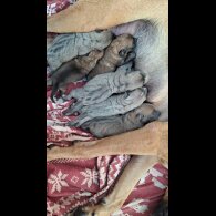 Belgian Shepherd Dog (Tervuren) - Both