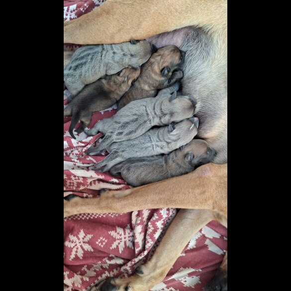 Belgian Shepherd Dog (Tervuren) - Both