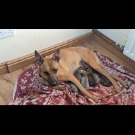 Belgian Shepherd Dog (Tervuren) - Both