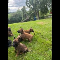 Belgian Shepherd Dog (Groenendael) - Both