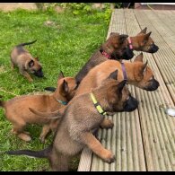 Belgian Shepherd Dog (Groenendael) - Both