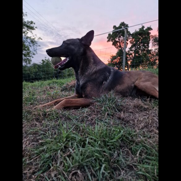 Belgian Shepherd Dog (Groenendael) - Both