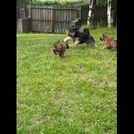 Belgian Shepherd Dog (Groenendael) - Both