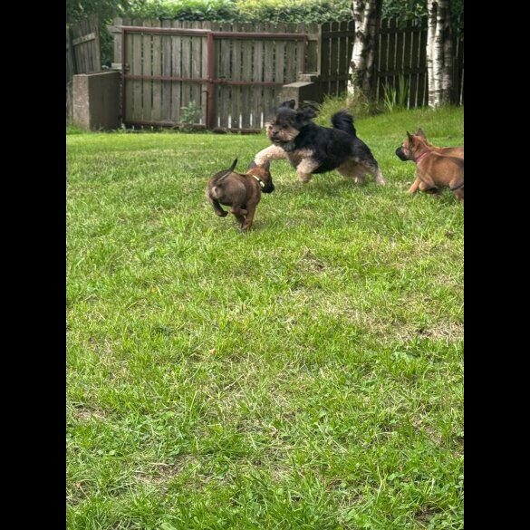 Belgian Shepherd Dog (Groenendael) - Both