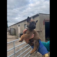 Belgian Shepherd Dog (Groenendael) - Both