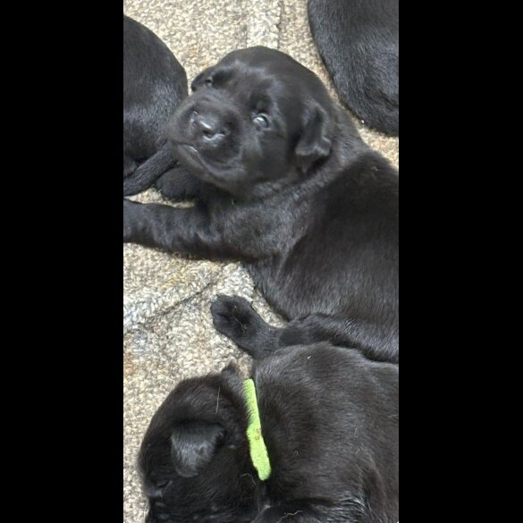 Labrador Retriever - Both
