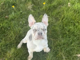French Bulldog