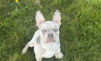 French Bulldog