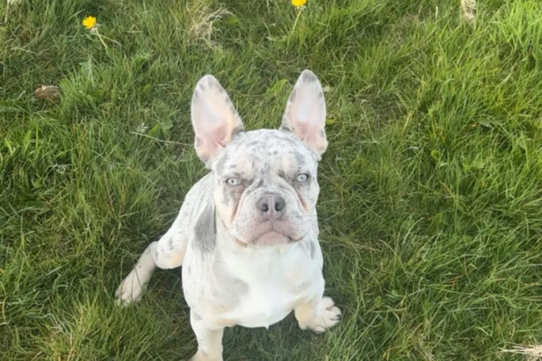 French Bulldog