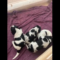 Cocker Spaniel (Show) - Both