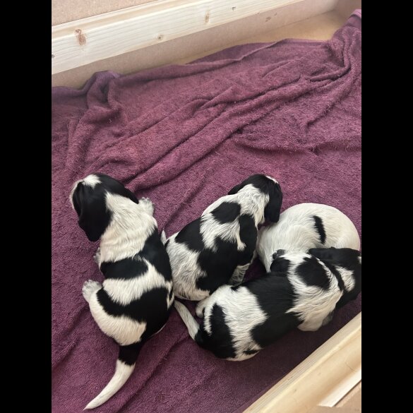 Cocker Spaniel (Show) - Both