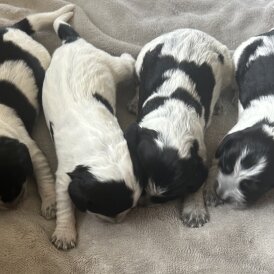 Cocker Spaniel (Show) - Both