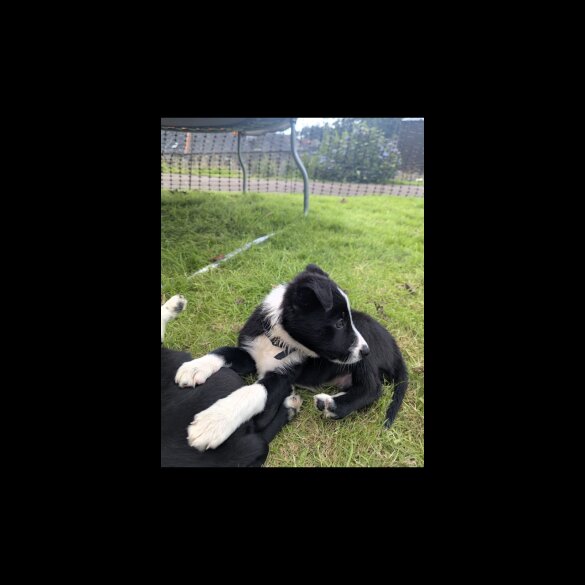 Border Collie - Both
