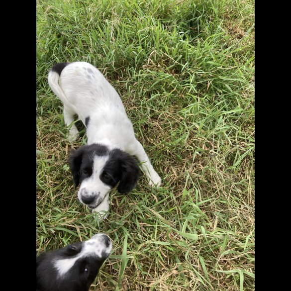 Mixed Breed - Both