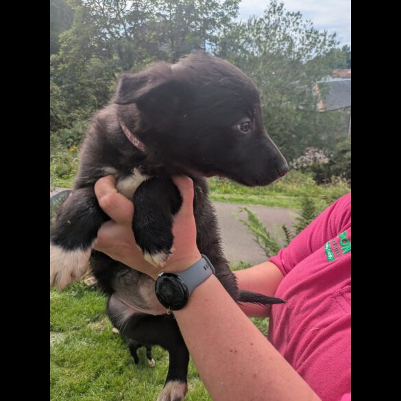 Border Collie - Both