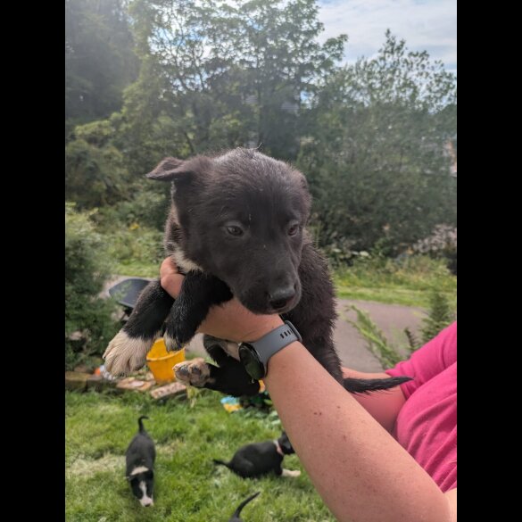 Border Collie - Both