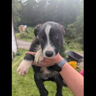 Border Collie - Both