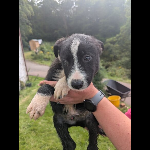 Border Collie - Both