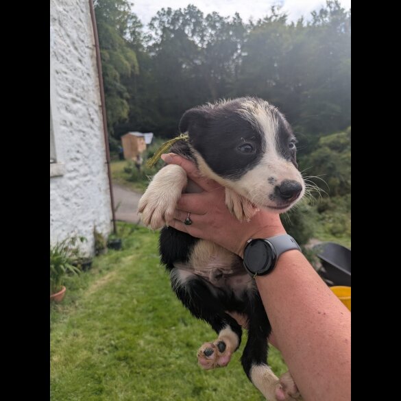 Border Collie - Both