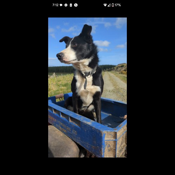 Border Collie - Both