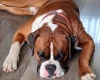 Boxer