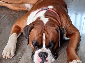 Boxer