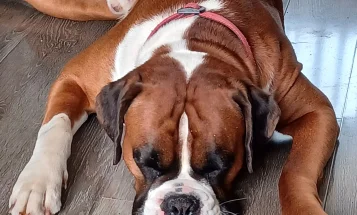 Boxer