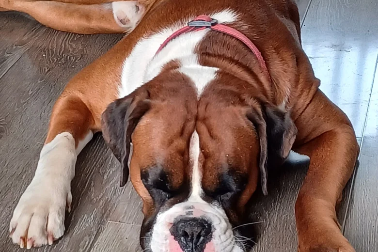 Boxer