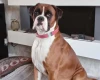 Boxer