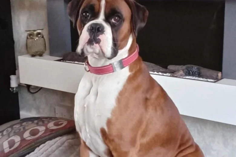 Boxer