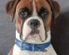 Boxer