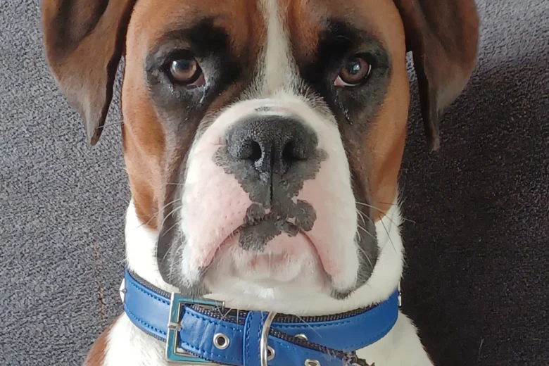 Boxer