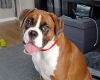 Boxer