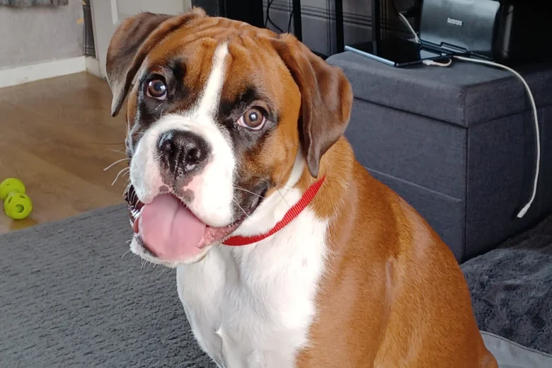 Boxer