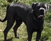 Cane Corso