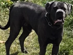 Cane Corso