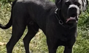 Cane Corso