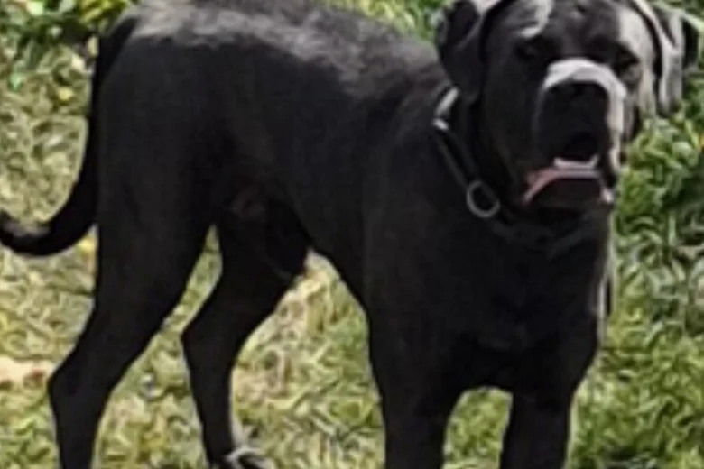 Cane Corso