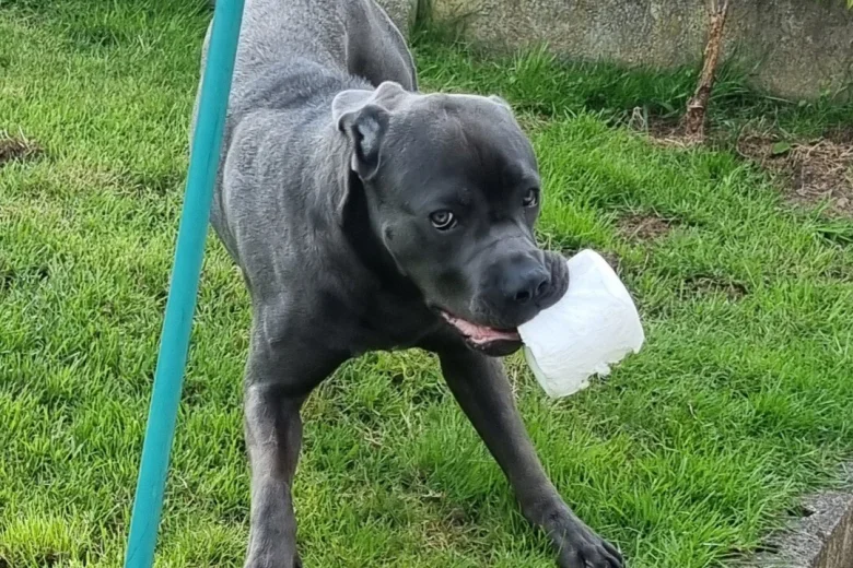 Cane Corso