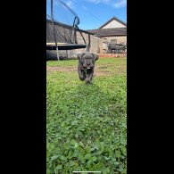Cane Corso - Both