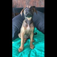 Cane Corso - Bitches