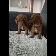 Cavapoo - Both