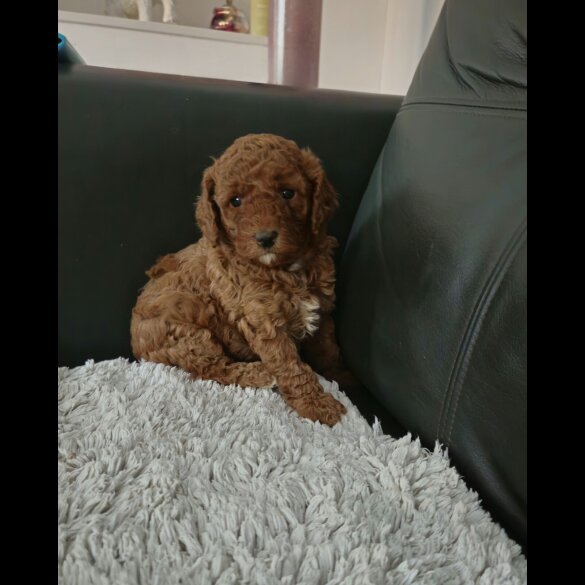 Cavapoo - Both