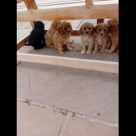 Cavapoo - Both